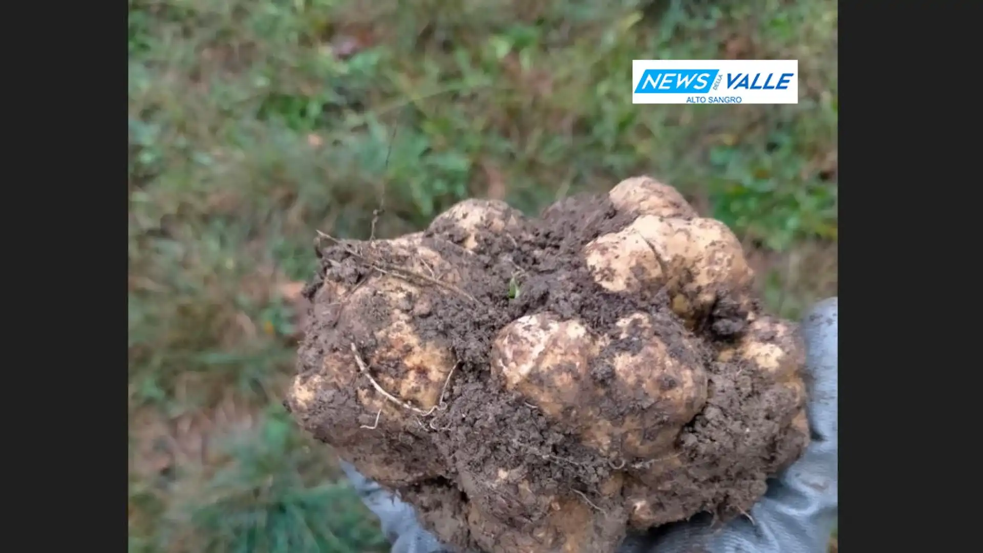 Tartufo bianco da record. Fabio Di Muccio ne cava uno di oltre 450grammi nella Valle del Volturno. Risultato sensazionale per il cercatore venafrano.